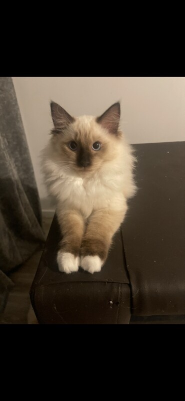 Pure bred ragdoll kittens - Image 3 of 5