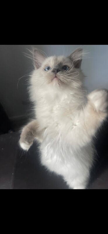 Pure bred ragdoll kittens - Image 4 of 5