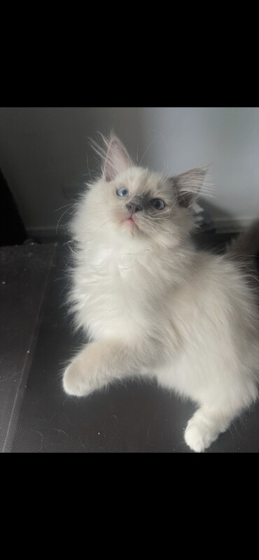 Pure bred ragdoll kittens - Image 5 of 5