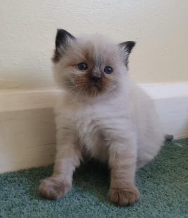 Pure bred Ragdoll Kittens, Seal, red, cream and Tortie for sale in Eardisley, Herefordshire