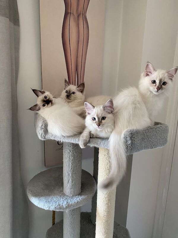 Ragdoll kittens for sale in Norwich, Norfolk – 11 weeks old
