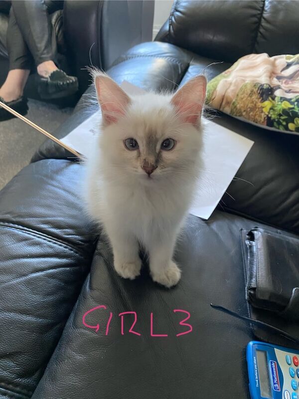 Ragdoll kittens for sale in Norwich, Norfolk – 11 weeks old - Image 2 of 3