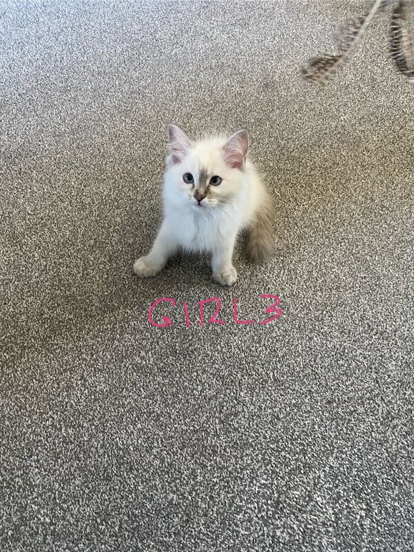 Ragdoll kittens for sale in Norwich, Norfolk – 11 weeks old - Image 3 of 3