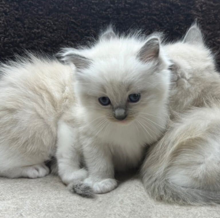 Ragdoll kittens for sale in Taunton, Somerset – 4 weeks old