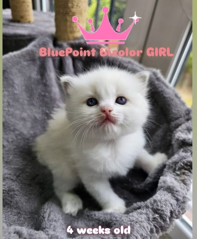 Ragdoll kittens for sale in Redbridge, Greater London – 3 weeks old