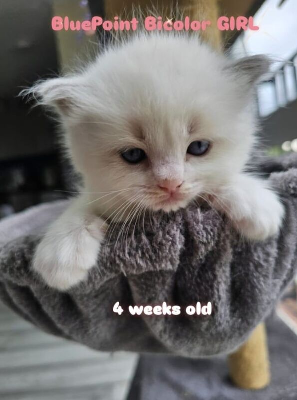 Ragdoll kittens for sale in Redbridge, Greater London – 3 weeks old - Image 2 of 3