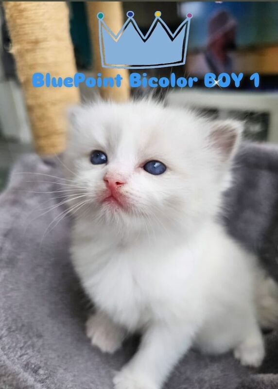 Ragdoll kittens for sale in Redbridge, Greater London – 3 weeks old - Image 3 of 3
