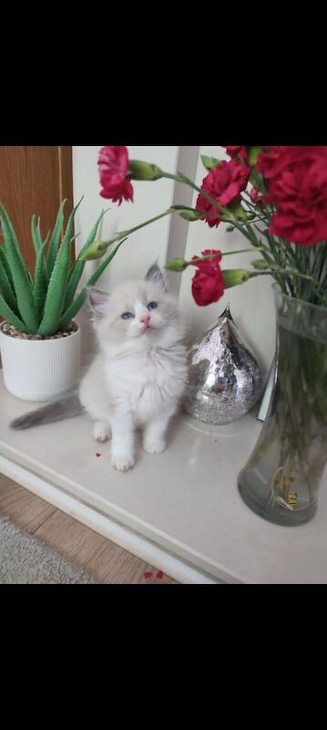 Ragdoll kittens for sale in Lisburn, County Down – 7 weeks old
