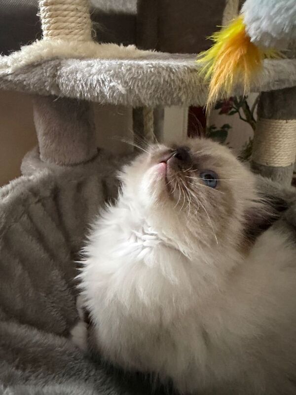 Ragdoll Kittens For Sale