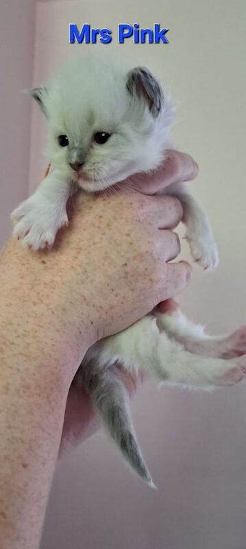 Ragdoll kittens for sale in Lisburn, County Down – 3 weeks old