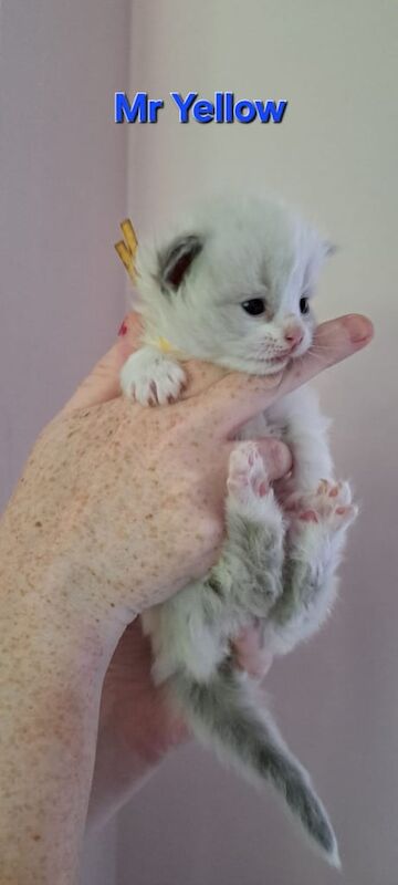 Ragdoll kittens for sale in Lisburn, County Down – 3 weeks old - Image 2 of 3