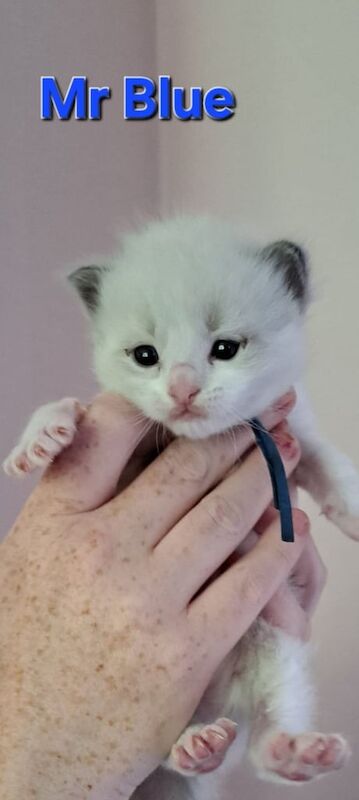 Ragdoll kittens for sale in Lisburn, County Down – 3 weeks old - Image 3 of 3