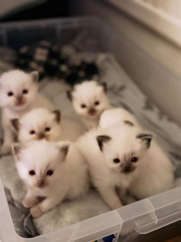 Ragdoll kittens for sale in Elgin, Moray – 5 weeks old