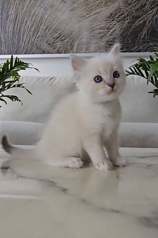 Ragdoll kittens for sale in Shepherd's Bush, Greater London – 6 weeks old