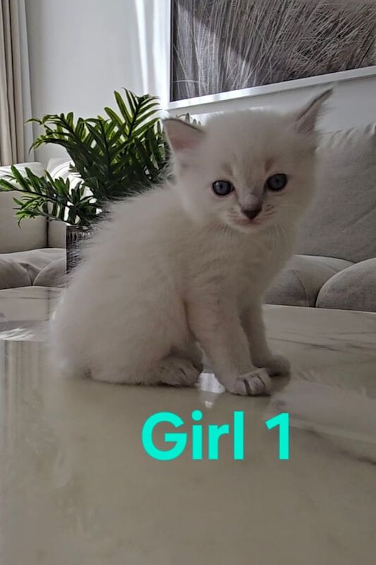 Ragdoll kittens for sale in Shepherd's Bush, Greater London – 6 weeks old - Image 2 of 3
