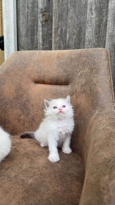 Pure breeded Ragdoll bicolour blue eyes