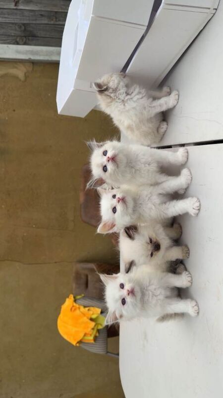 Pure breeded Ragdoll bicolour blue eyes - Image 2 of 4