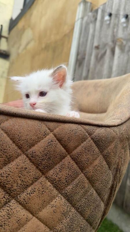 Pure breeded Ragdoll bicolour blue eyes - Image 3 of 4