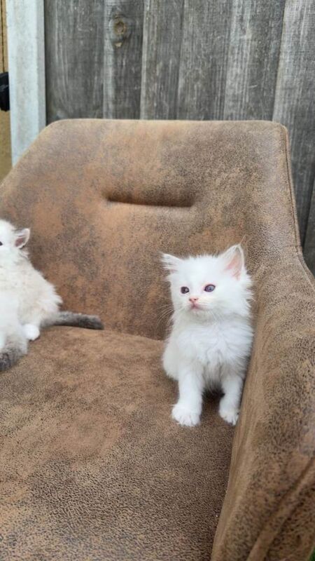 Pure breeded Ragdoll bicolour blue eyes - Image 4 of 4
