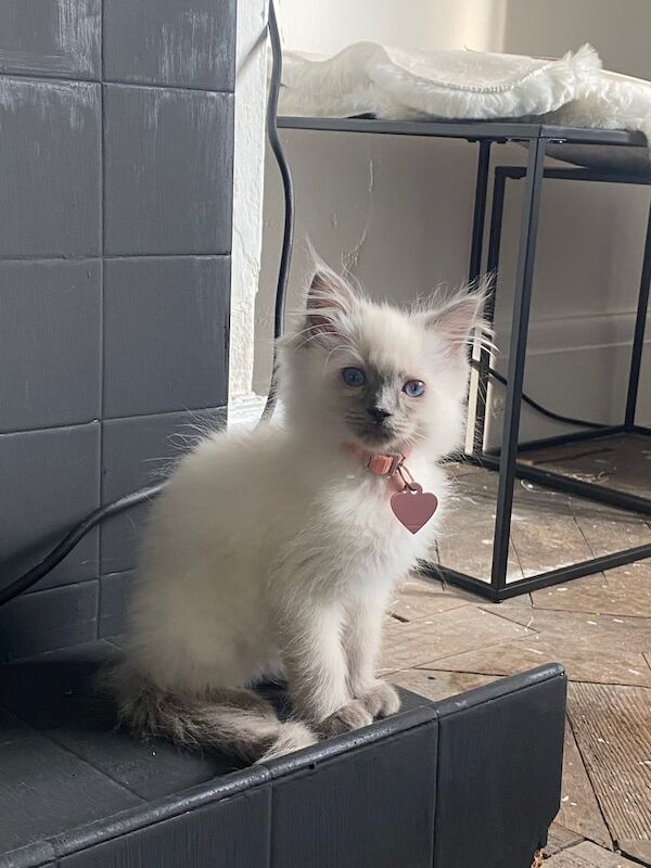 Ragdoll kittens for sale in Worcester, Worcestershire – 11 weeks old
