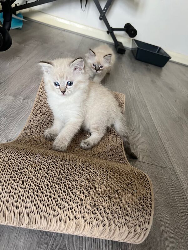 PURE RAGDOLL 🐾 for sale in Salford, Greater Manchester