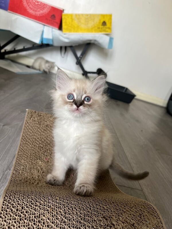 PURE RAGDOLL 🐾 for sale in Salford, Greater Manchester | Image 2