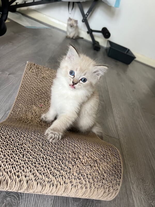 PURE RAGDOLL 🐾 for sale in Salford, Greater Manchester | Image 3