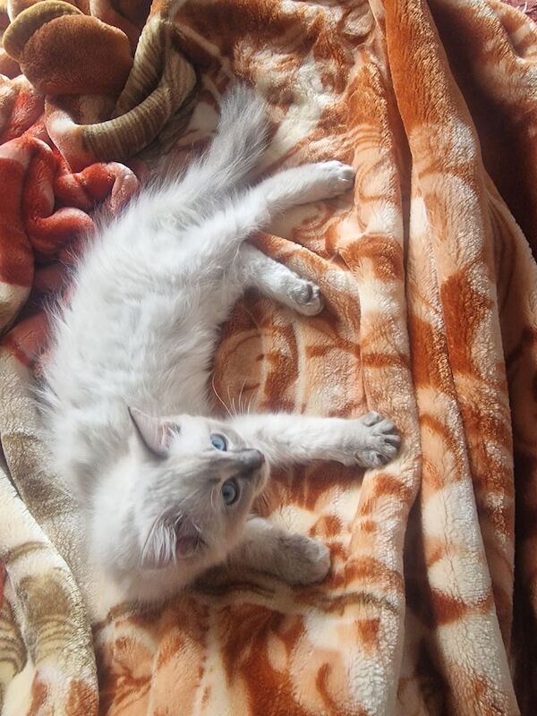Ragdoll kittens for sale in Birchwood Centre, Cheshire – 11 weeks old