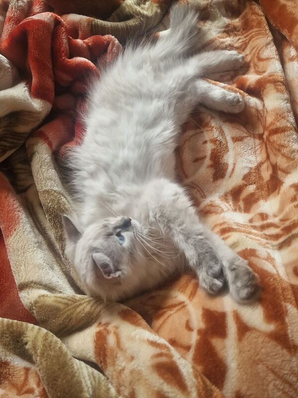 Ragdoll kittens for sale in Birchwood Centre, Cheshire – 11 weeks old - Image 2 of 3