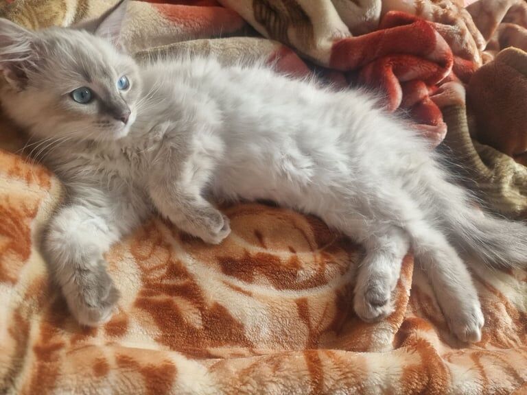 Ragdoll kittens for sale in Birchwood Centre, Cheshire – 11 weeks old - Image 3 of 3