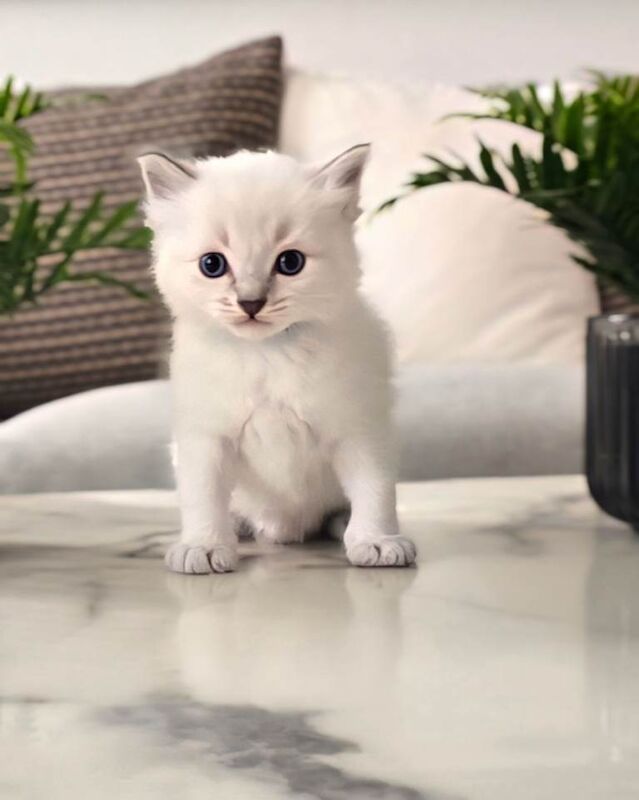 Ragdoll Kittens For Sale