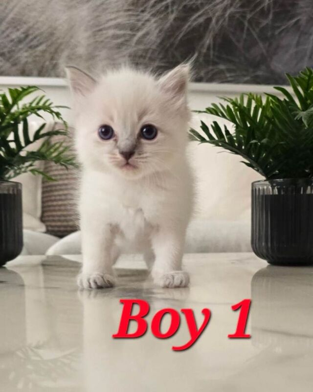 Pure Ragdoll Blue Point & Lynx Kittens Available - Image 2 of 3