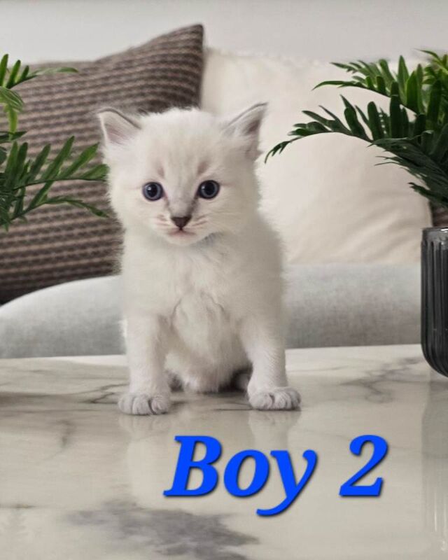 Pure Ragdoll Blue Point & Lynx Kittens Available - Image 3 of 3