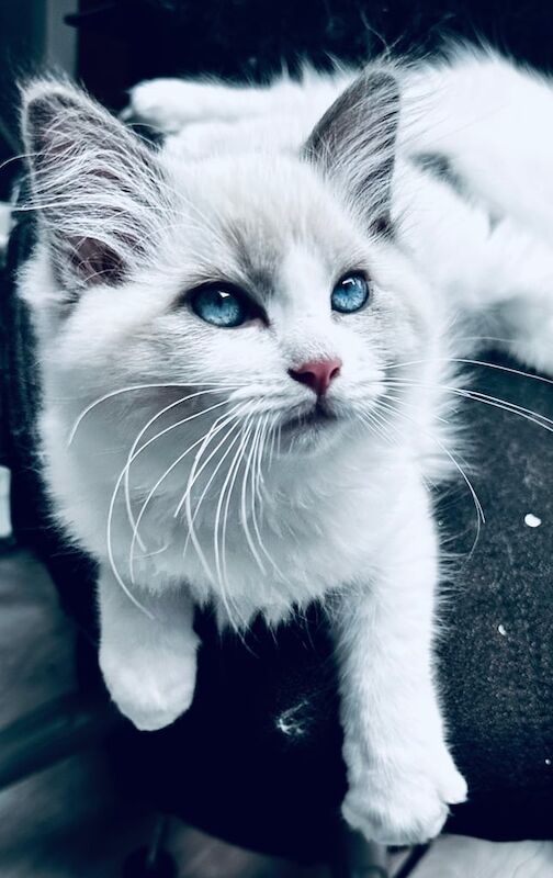 Ragdoll kittens for sale in Loughton, Essex – 11 weeks old