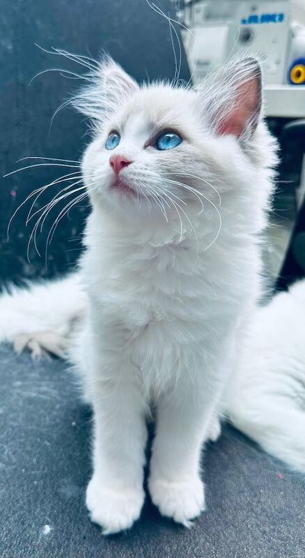 Ragdoll kittens for sale in Loughton, Essex – 11 weeks old - Image 2 of 3