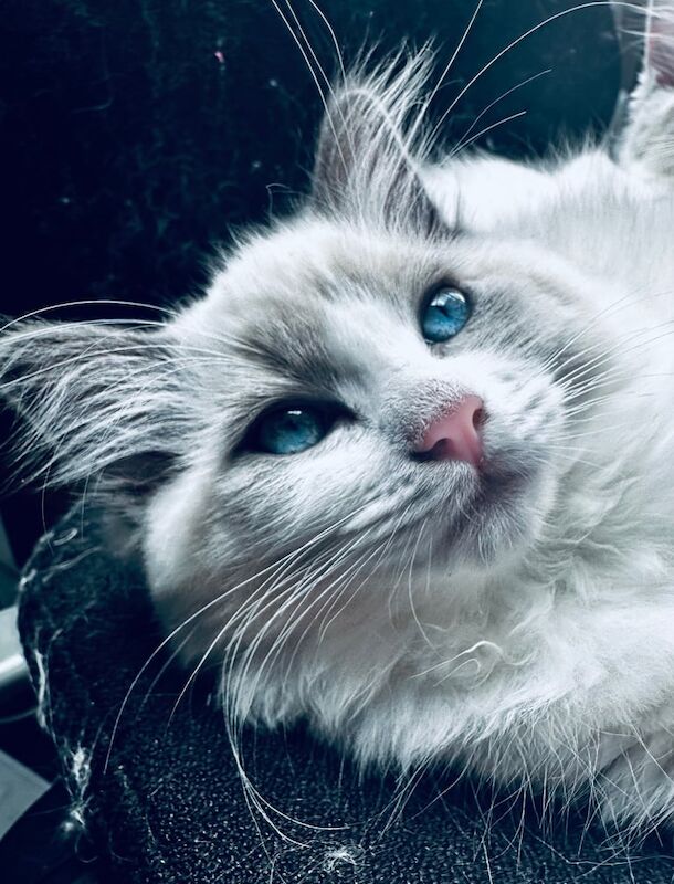 Ragdoll kittens for sale in Loughton, Essex – 11 weeks old - Image 3 of 3