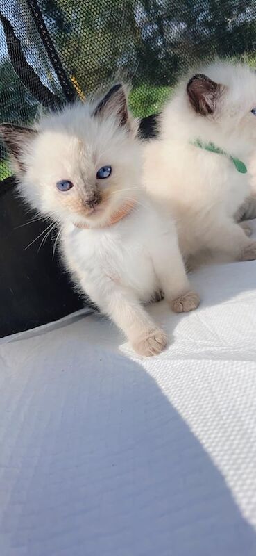Ragdoll kittens for sale in Glasgow, City of Glasgow – 10 weeks old