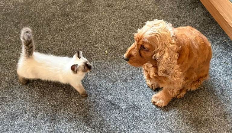 Ragdoll kittens for sale in Galston, Ayrshire and Arran – 11 weeks old