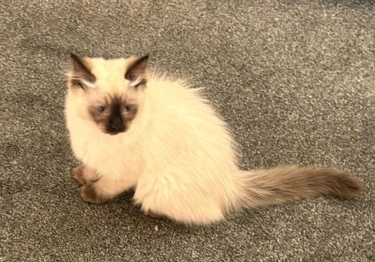 Ragdoll kittens for sale in Galston, Ayrshire and Arran β 11 weeks old - Image 2 of 3