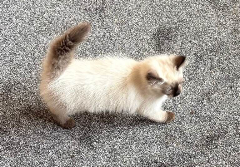 Ragdoll kittens for sale in Galston, Ayrshire and Arran β 11 weeks old - Image 3 of 3