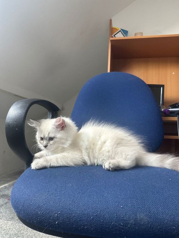 Pure ragdoll kitten