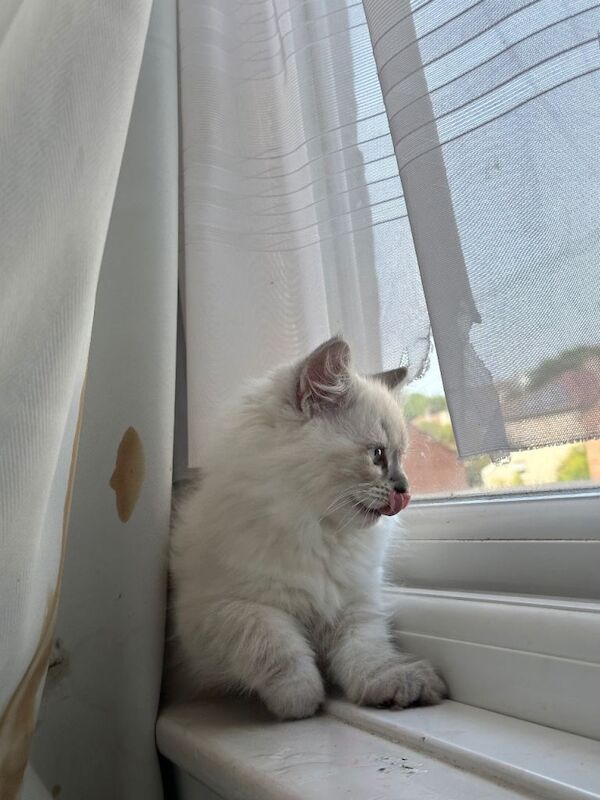 Pure ragdoll kitten - Image 2 of 4
