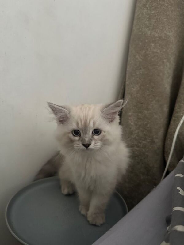 Pure ragdoll kitten - Image 3 of 4