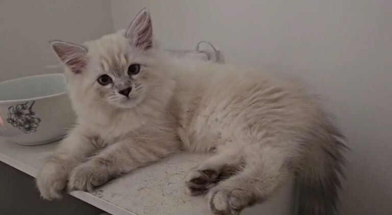 Pure ragdoll kitten - Image 4 of 4