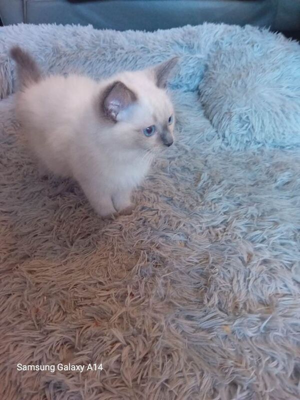 Pure Ragdoll kitten