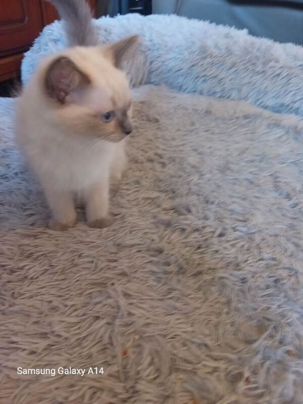 Pure Ragdoll kitten - Image 2 of 5