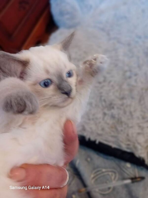 Pure Ragdoll kitten - Image 3 of 5
