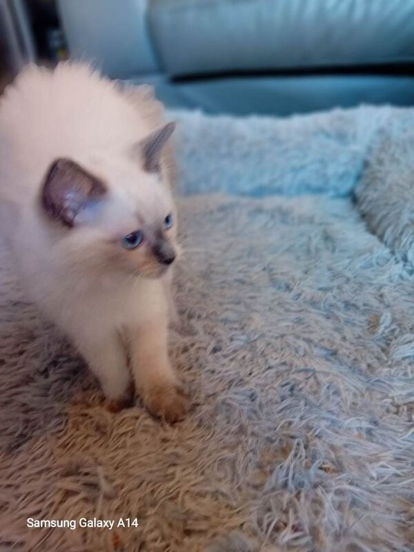 Pure Ragdoll kitten - Image 4 of 5