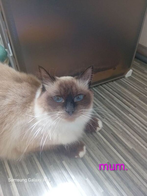 Pure Ragdoll kitten - Image 5 of 5