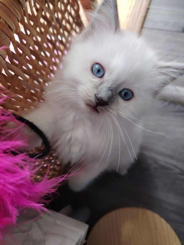 Ragdoll kittens for sale in Edinburgh, City of Edinburgh – 8 weeks old - Image 2 of 3